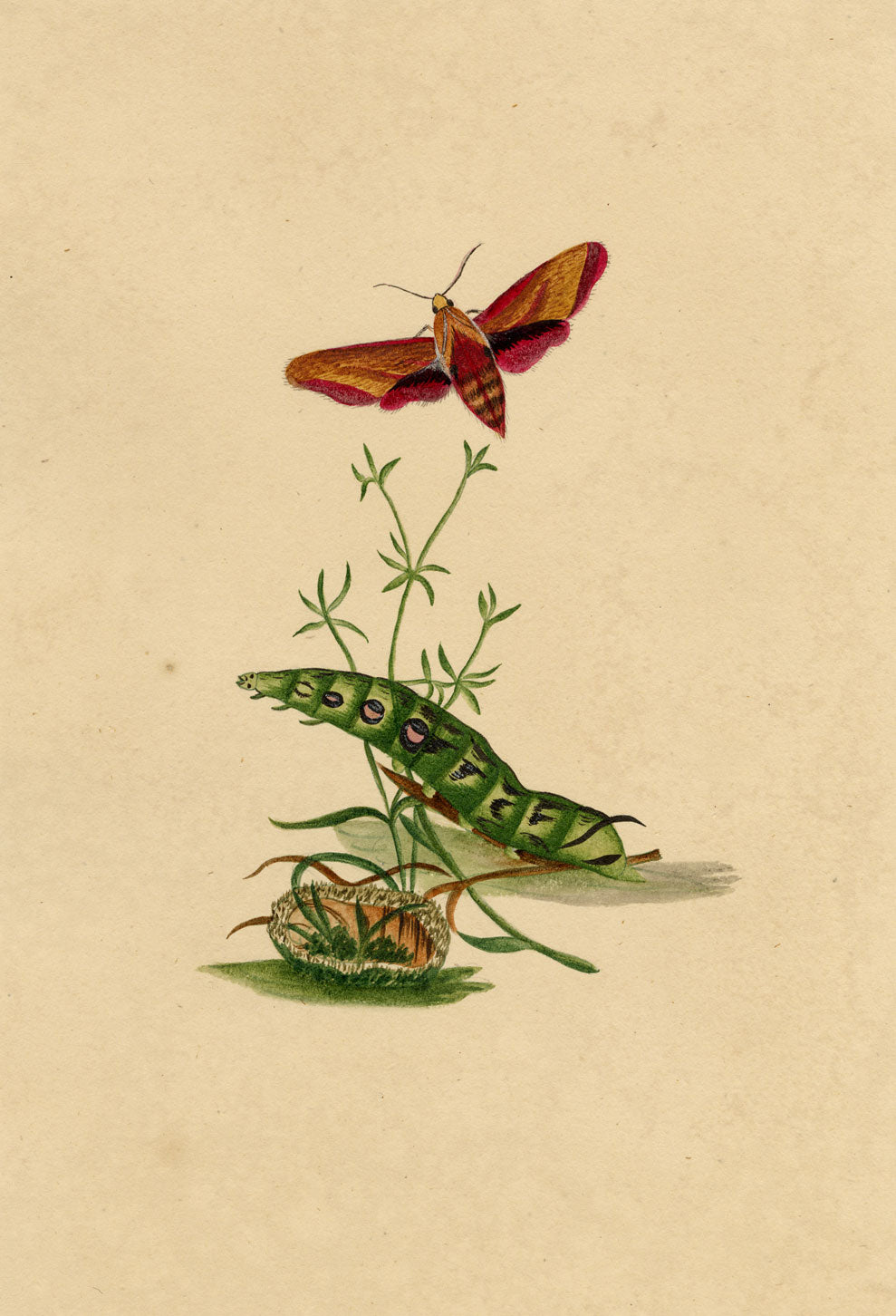 J. McA, Elephant Hawk Moth & Caterpillar Study – c.1810s watercolour painting