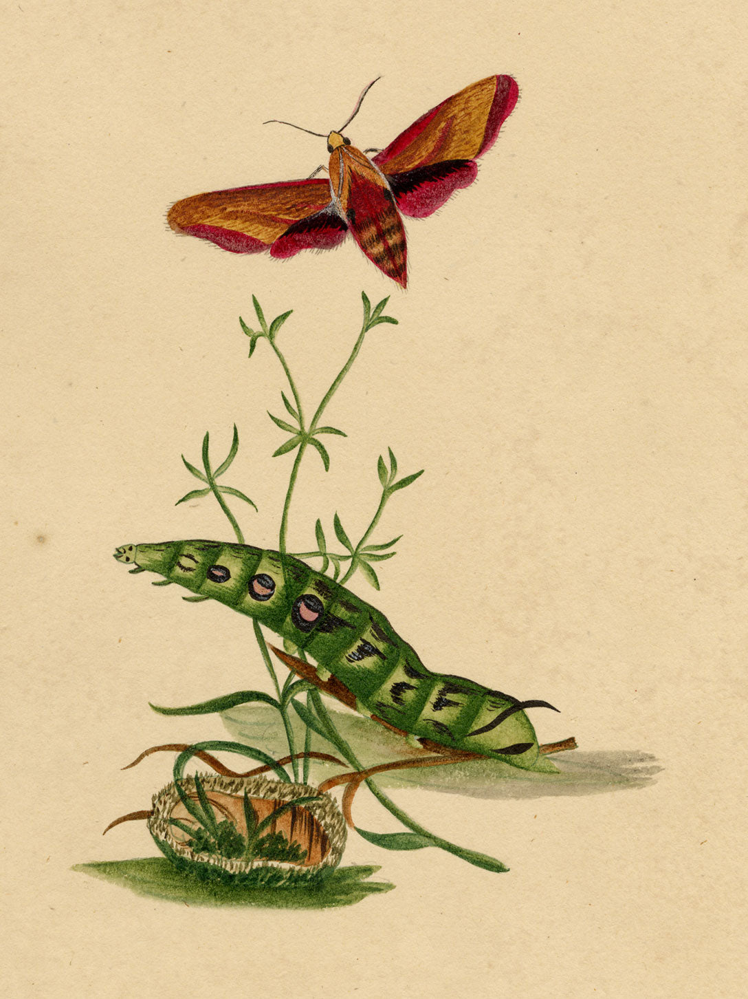 J. McA, Elephant Hawk Moth & Caterpillar Study – c.1810s watercolour painting