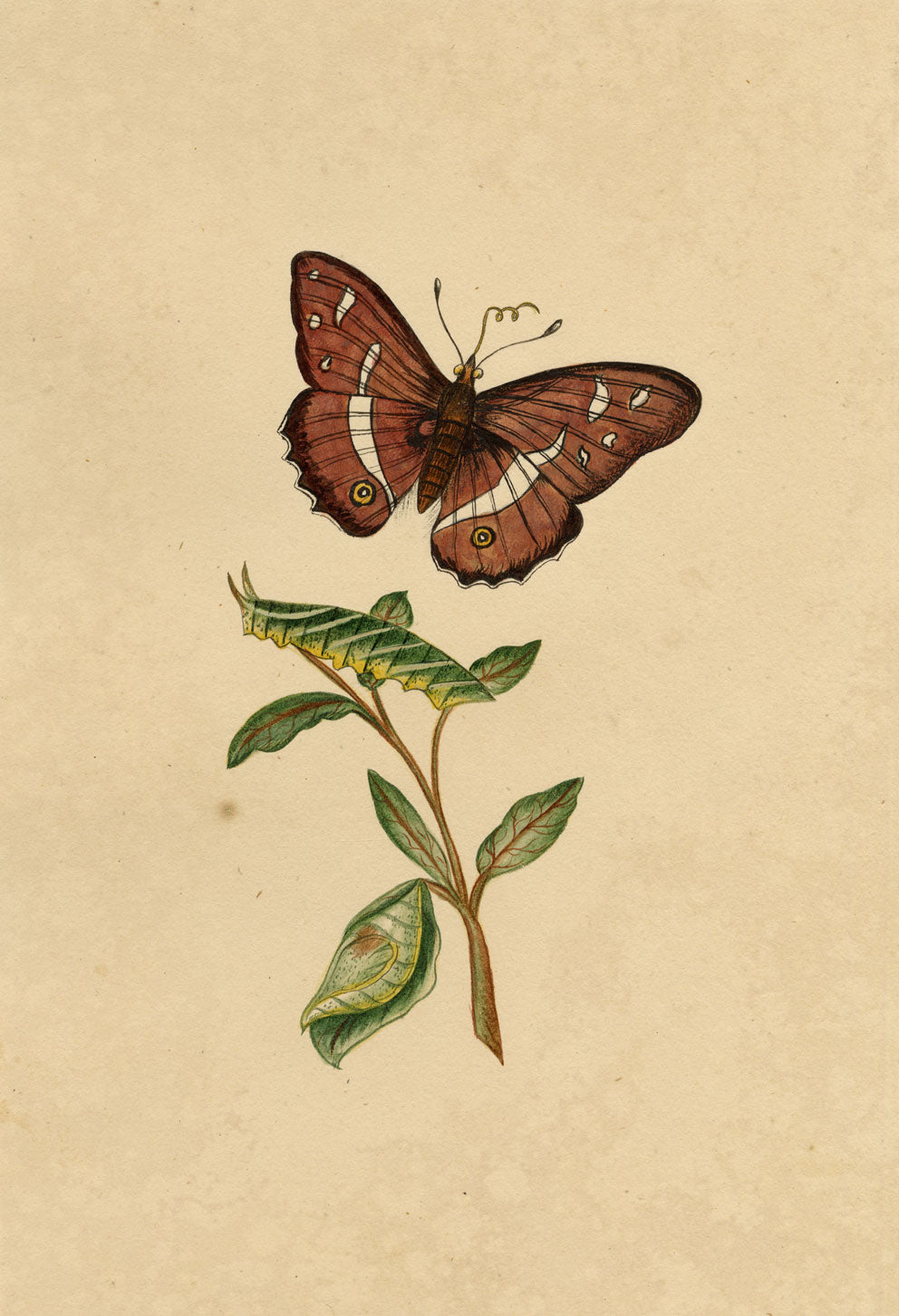 J. McA, Purple Emperor Moth & Caterpillar Study – c.1810s watercolour painting