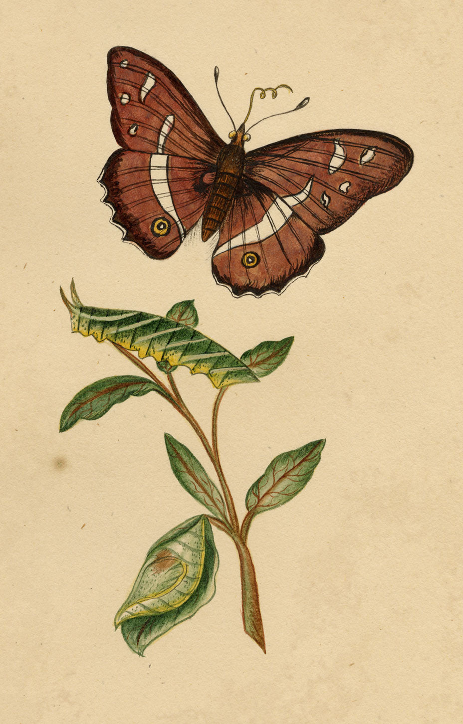 J. McA, Purple Emperor Moth & Caterpillar Study – c.1810s watercolour painting