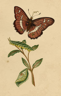 J. McA, Purple Emperor Moth & Caterpillar Study – c.1810s watercolour painting