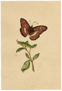 J. McA, Purple Emperor Moth & Caterpillar Study – c.1810s watercolour painting