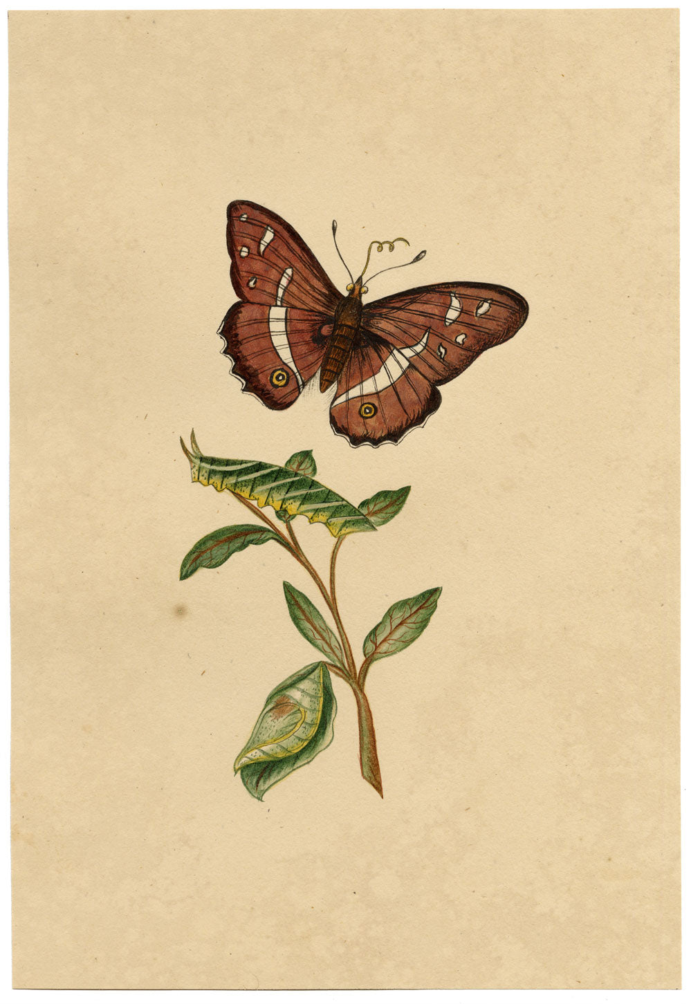 J. McA, Purple Emperor Moth & Caterpillar Study – c.1810s watercolour painting