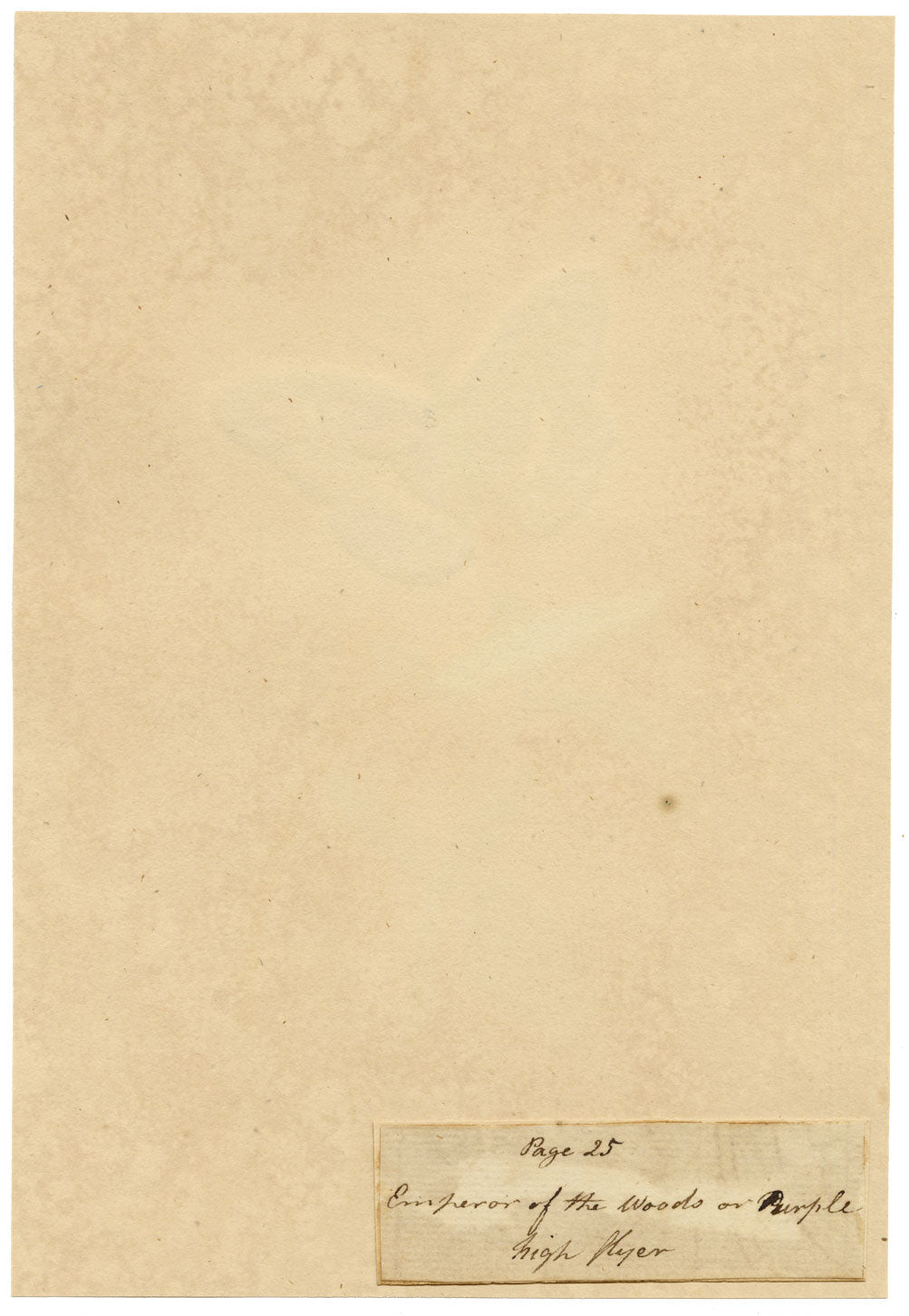 J. McA, Purple Emperor Moth & Caterpillar Study – c.1810s watercolour painting