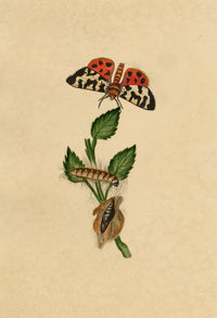 J. McA, Great Tiger Moth Life Cycle Study – c.1810s watercolour painting