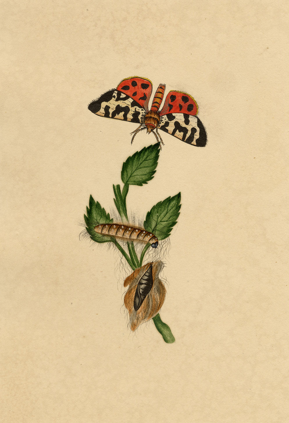 J. McA, Great Tiger Moth Life Cycle Study – c.1810s watercolour painting