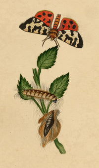 J. McA, Great Tiger Moth Life Cycle Study – c.1810s watercolour painting