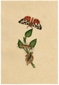 J. McA, Great Tiger Moth Life Cycle Study – c.1810s watercolour painting