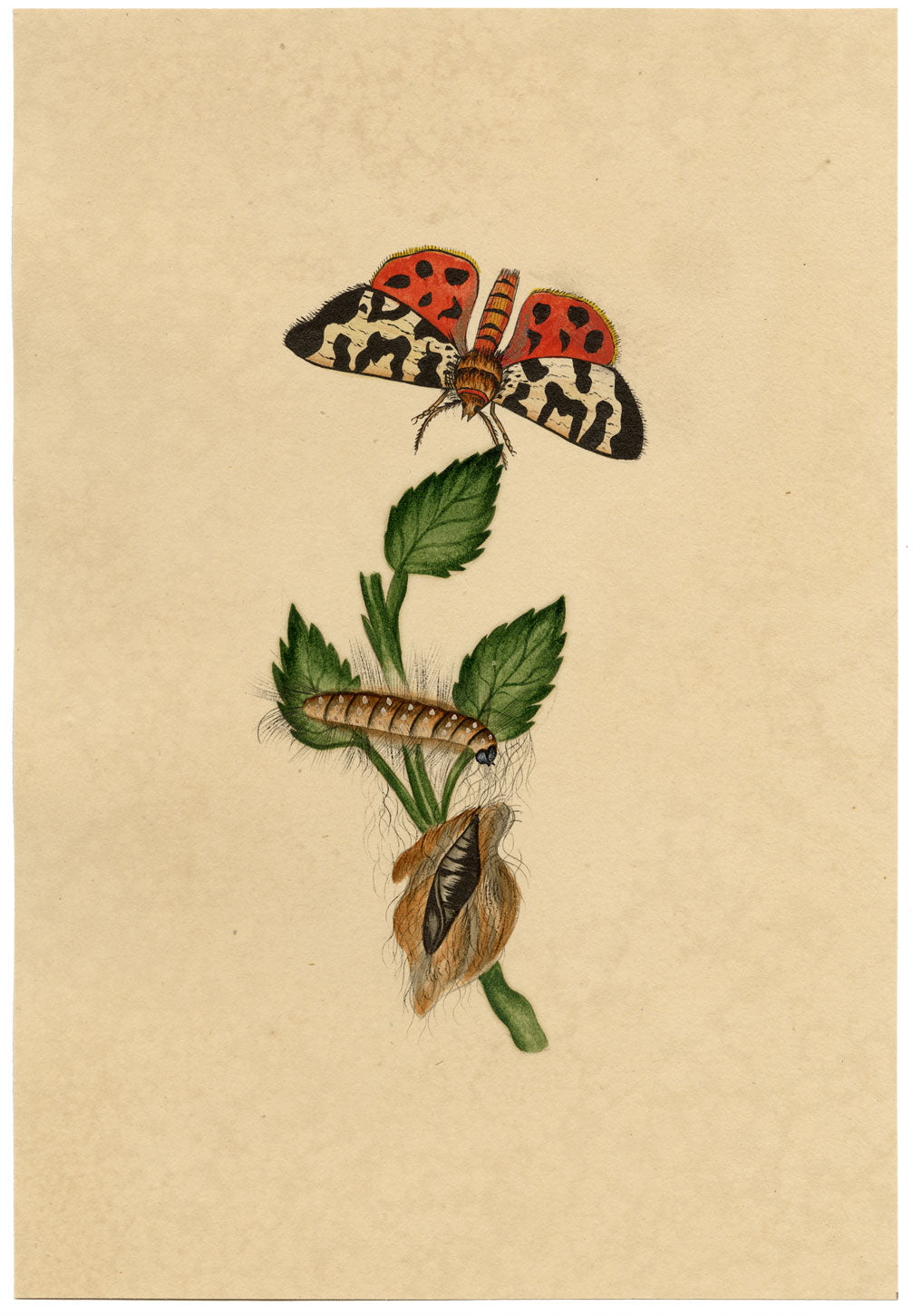 J. McA, Great Tiger Moth Life Cycle Study – c.1810s watercolour painting