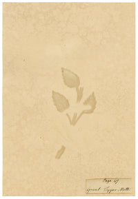 J. McA, Great Tiger Moth Life Cycle Study – c.1810s watercolour painting