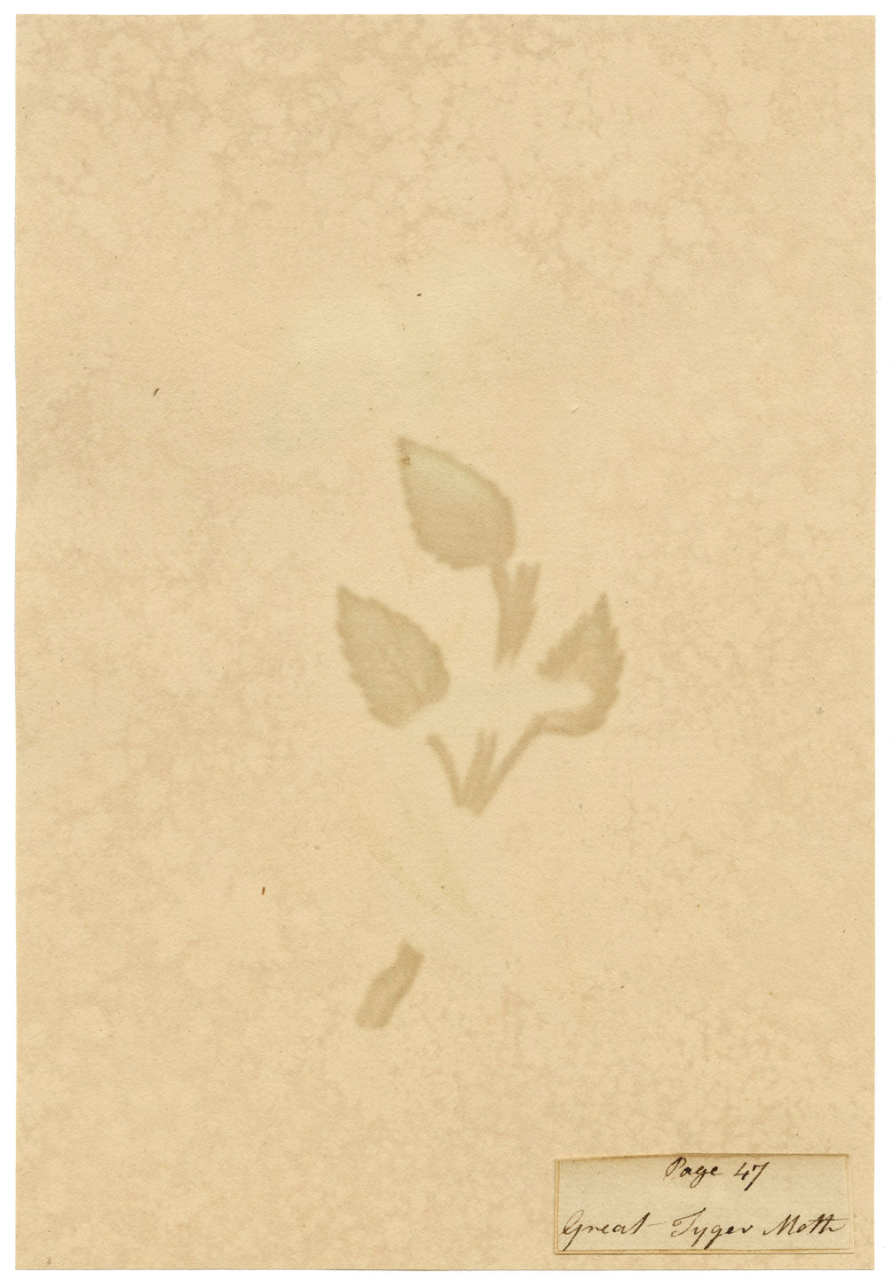 J. McA, Great Tiger Moth Life Cycle Study – c.1810s watercolour painting