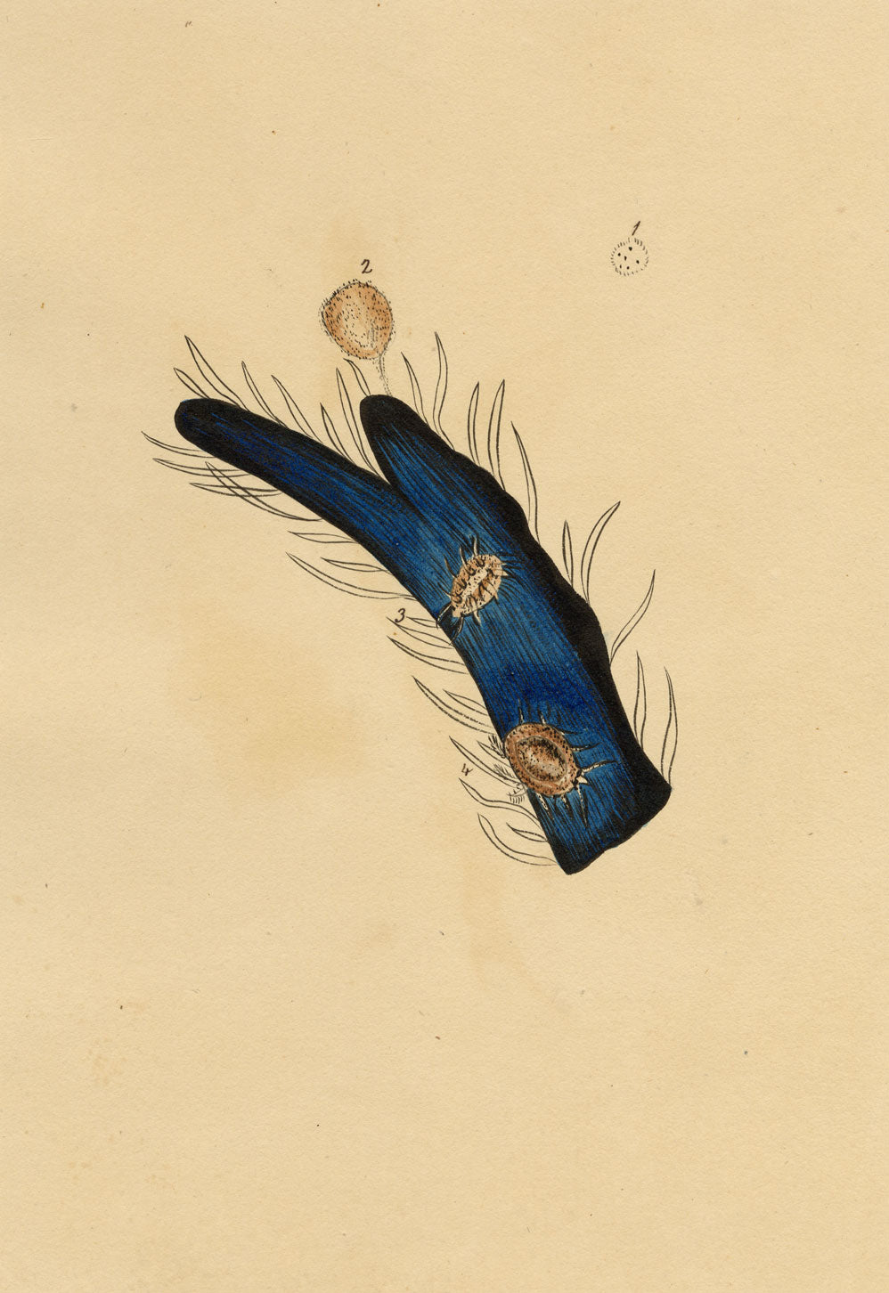 J. McA, Tick Mites Life Cycle Study – c.1810s watercolour painting