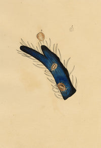 J. McA, Tick Mites Life Cycle Study – c.1810s watercolour painting