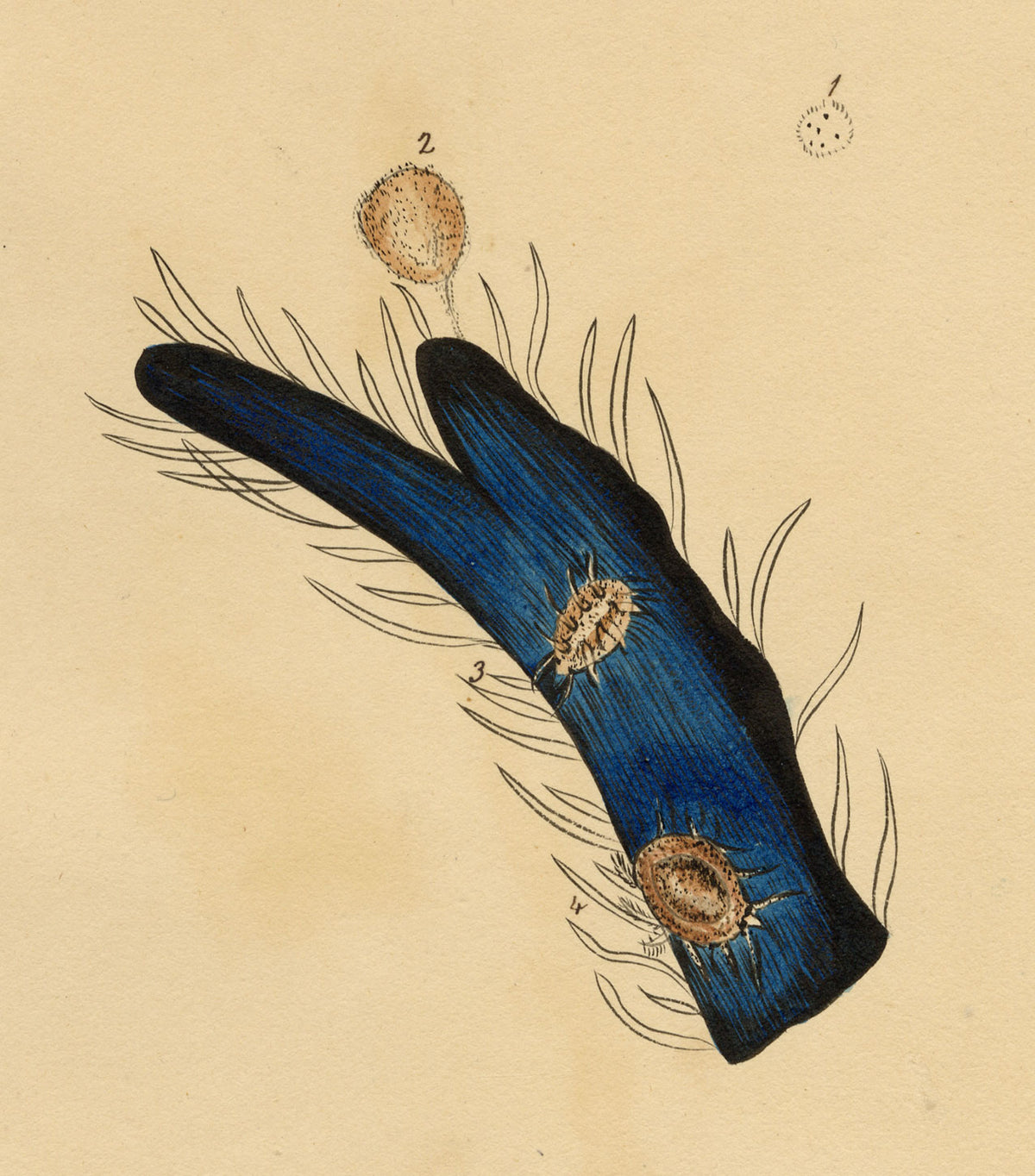 J. McA, Tick Mites Life Cycle Study – c.1810s watercolour painting