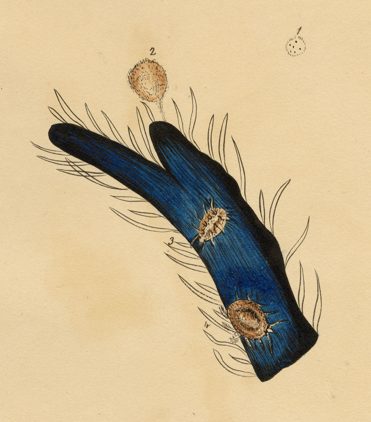 J. McA, Tick Mites Life Cycle Study – c.1810s watercolour painting