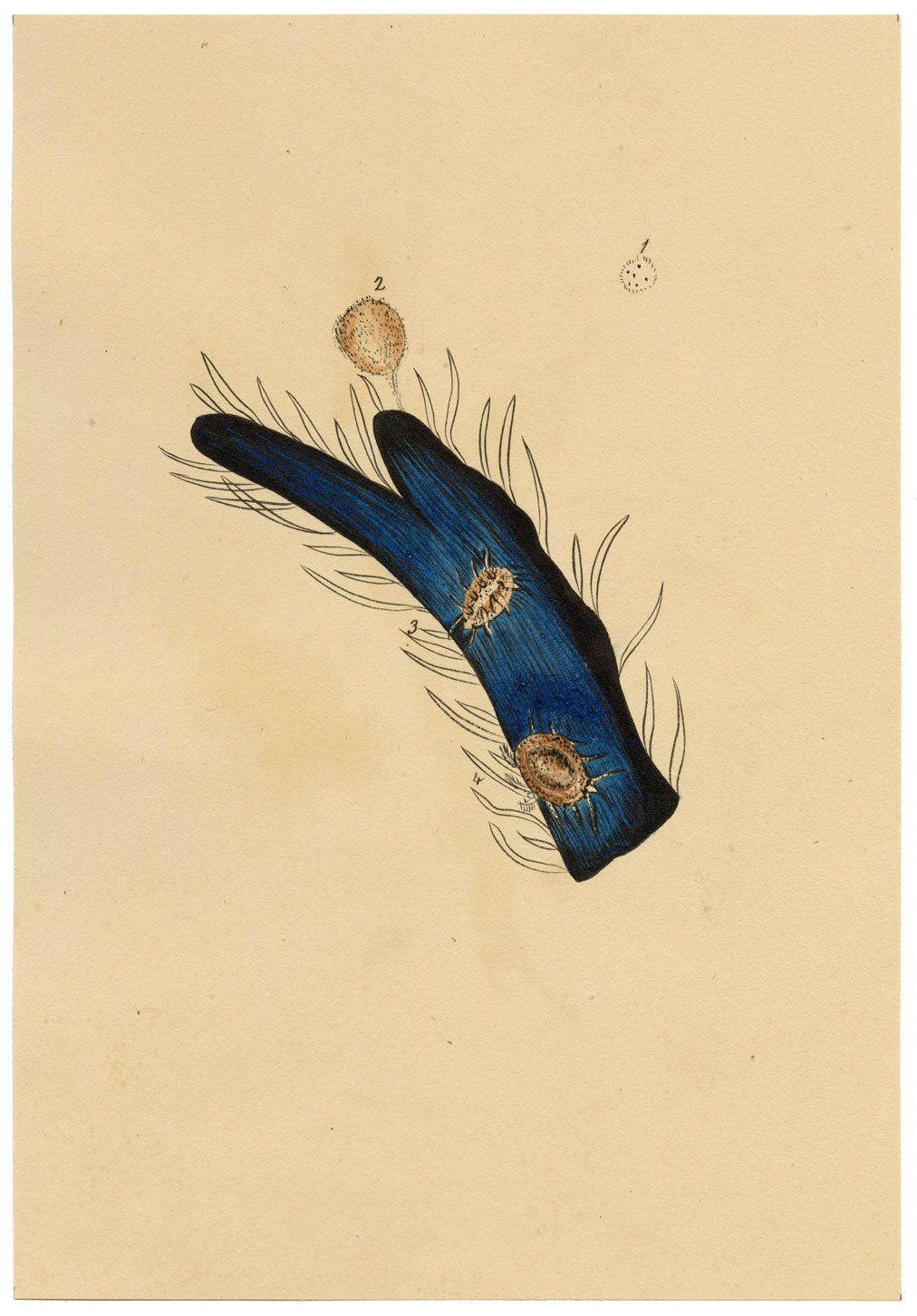 J. McA, Tick Mites Life Cycle Study – c.1810s watercolour painting