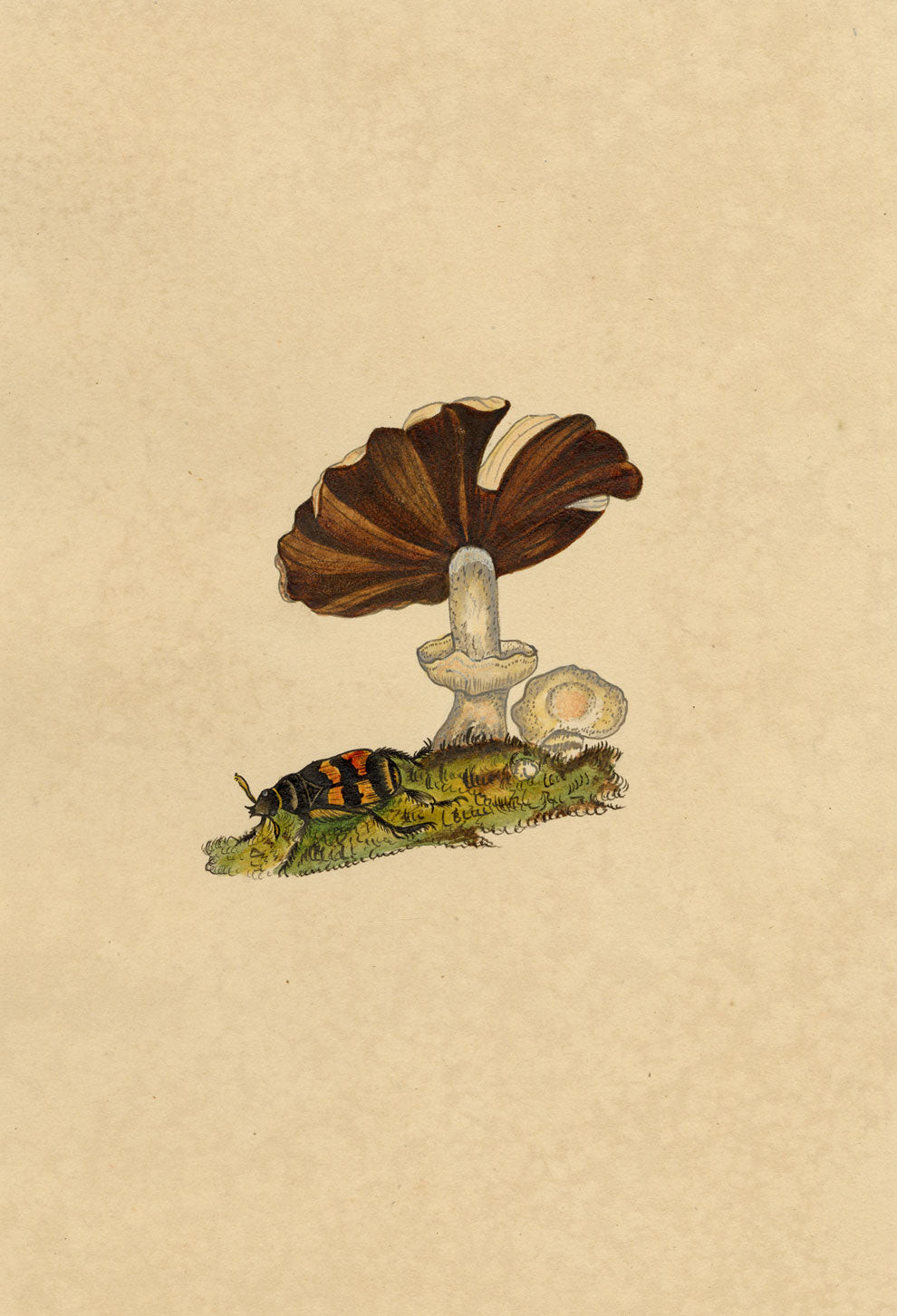 J. McA, Burying Beetle (Silpha) & Fungus Study – c.1810s watercolour painting