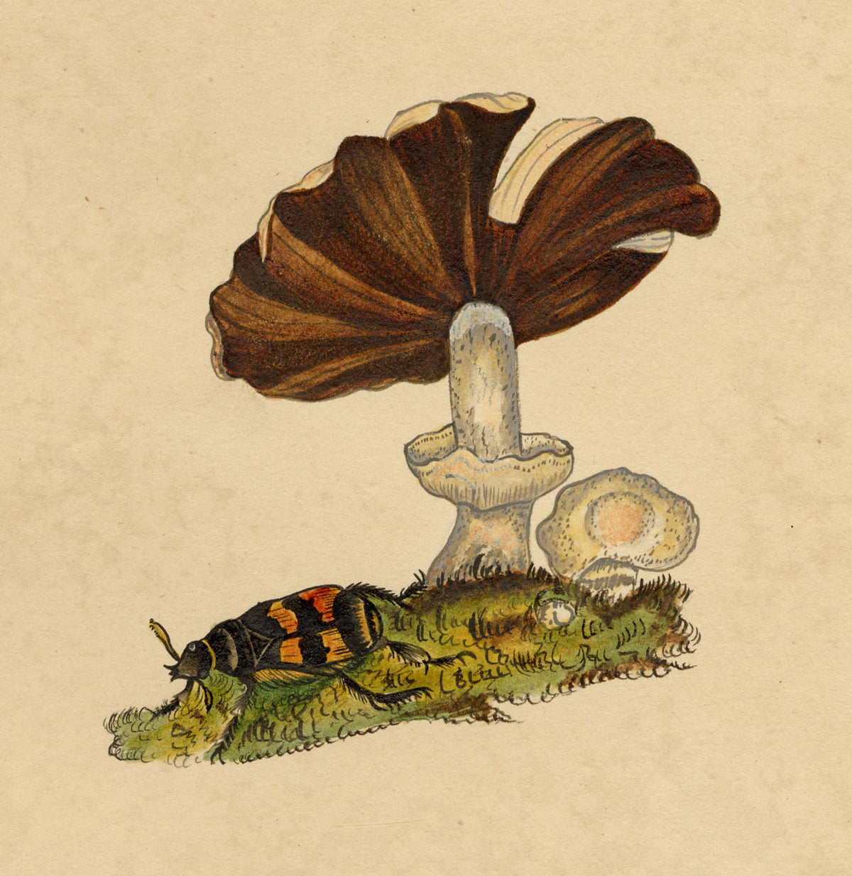 J. McA, Burying Beetle (Silpha) & Fungus Study – c.1810s watercolour painting