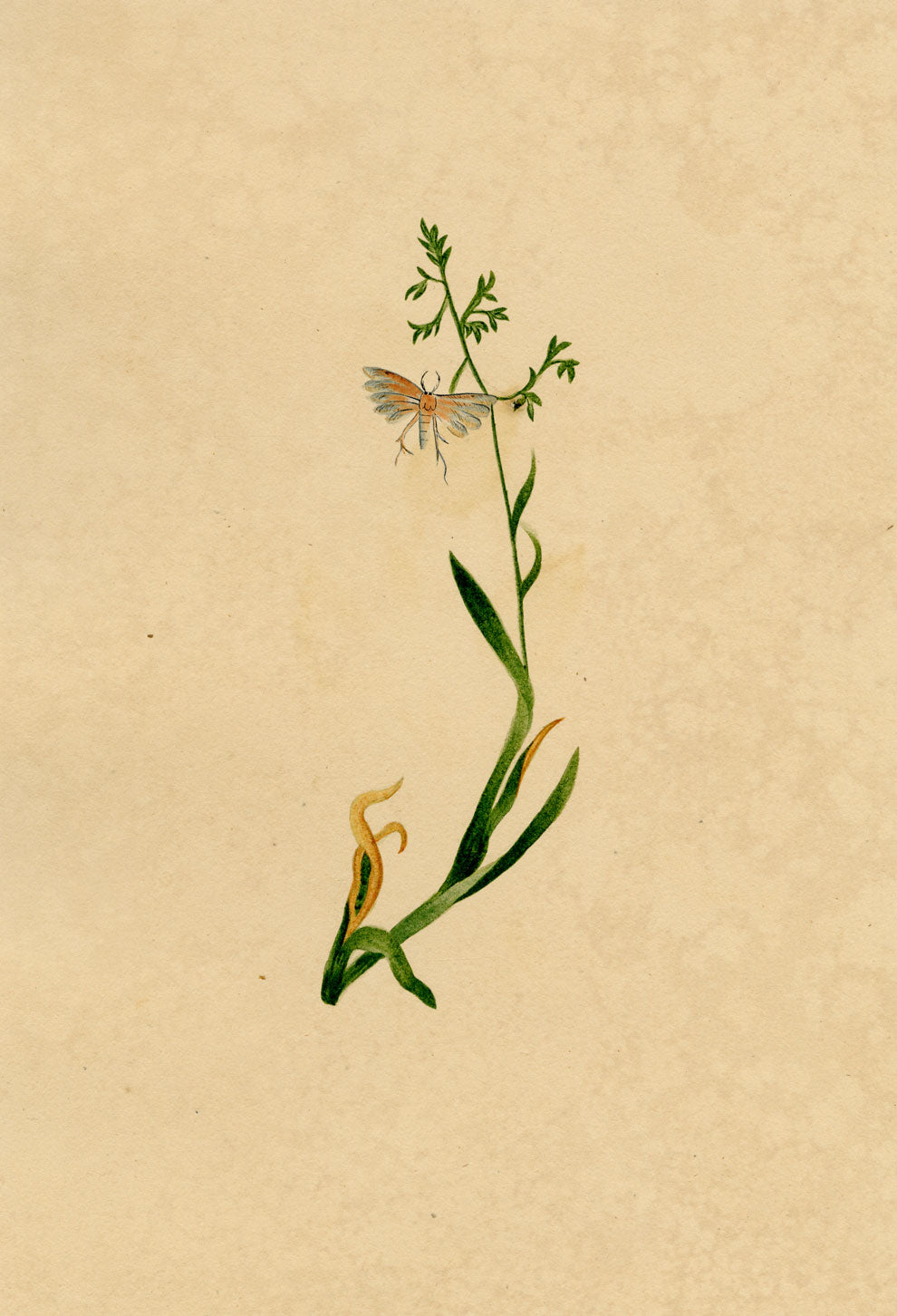 J. McA, White Plume Moth (Pterophorus pentadactyla) Study – c.1810s watercolour painting