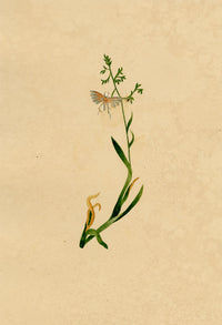 J. McA, White Plume Moth (Pterophorus pentadactyla) Study – c.1810s watercolour painting