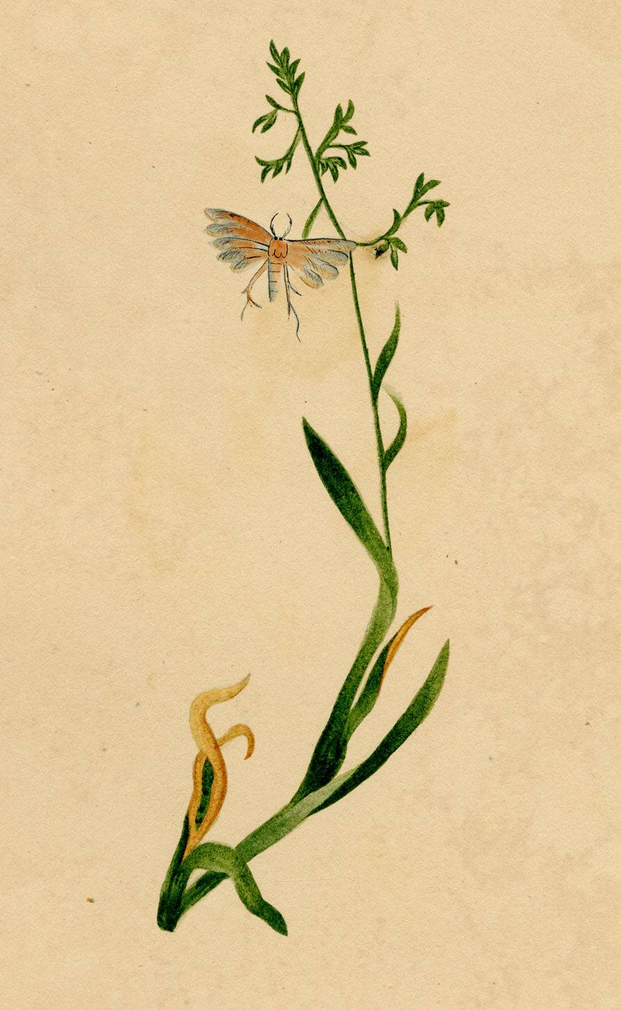 J. McA, White Plume Moth (Pterophorus pentadactyla) Study – c.1810s watercolour painting