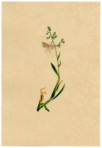 J. McA, White Plume Moth (Pterophorus pentadactyla) Study – c.1810s watercolour painting