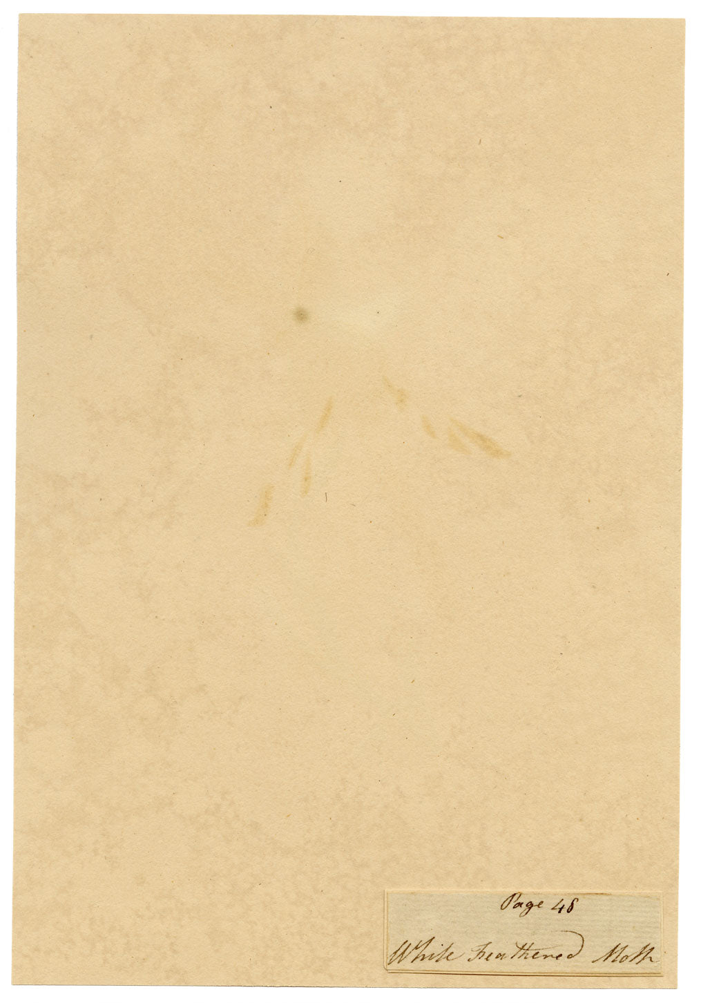 J. McA, White Plume Moth (Pterophorus pentadactyla) Study – c.1810s watercolour painting