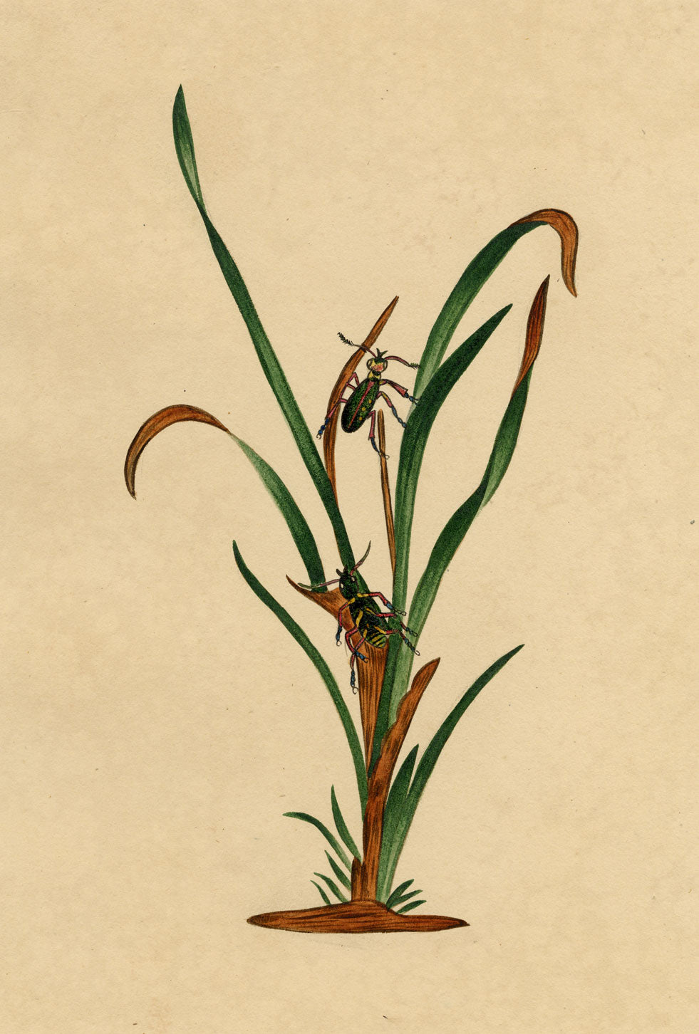 J. McA, Chrysolina Leaf Beetle 'The Sparkler' Study – c.1810s watercolour painting