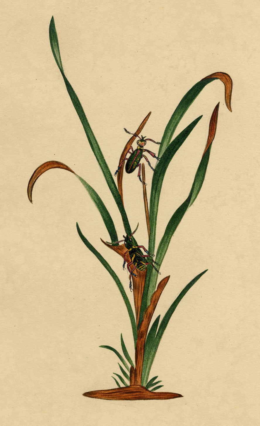 J. McA, Chrysolina Leaf Beetle 'The Sparkler' Study – c.1810s watercolour painting