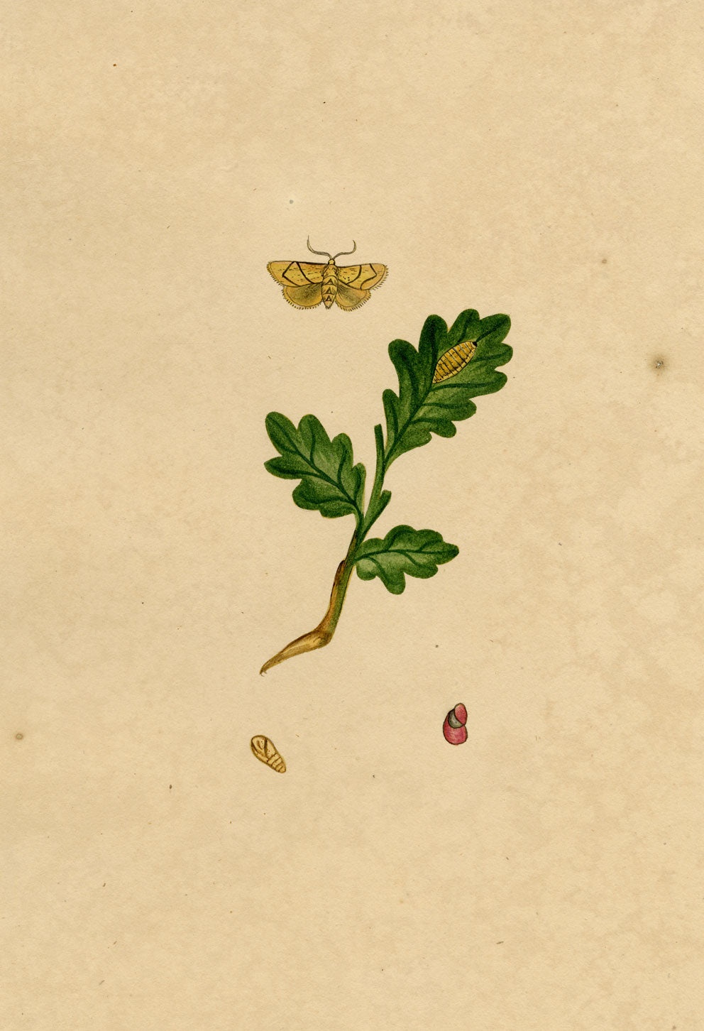 J. McA, Festoon Moth (Apoda limacodes) Life Cycle Study – c.1810s watercolour painting