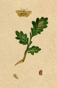 J. McA, Festoon Moth (Apoda limacodes) Life Cycle Study – c.1810s watercolour painting