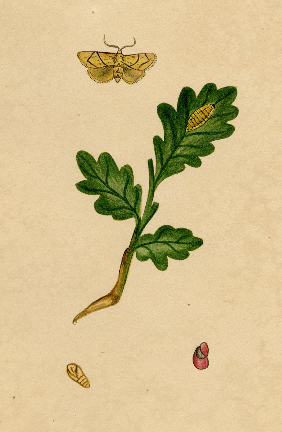 J. McA, Festoon Moth (Apoda limacodes) Life Cycle Study – c.1810s watercolour painting