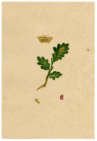 J. McA, Festoon Moth (Apoda limacodes) Life Cycle Study – c.1810s watercolour painting