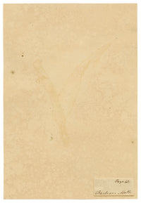 J. McA, Festoon Moth (Apoda limacodes) Life Cycle Study – c.1810s watercolour painting