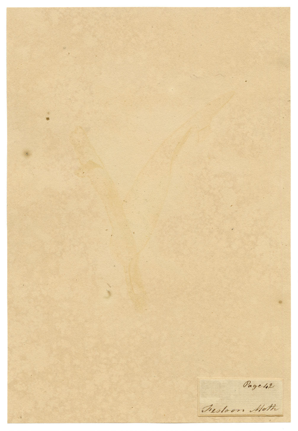 J. McA, Festoon Moth (Apoda limacodes) Life Cycle Study – c.1810s watercolour painting