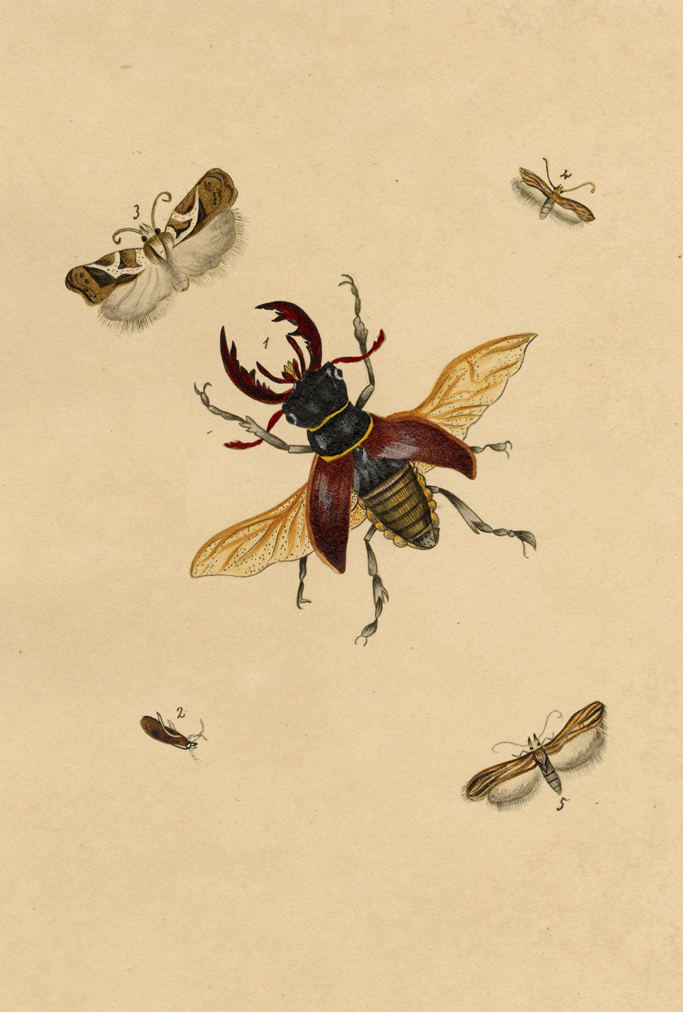 J. McA, Stag Beetle, Dark Button Moth & Phalaena radiatella Study – c.1810s watercolour painting