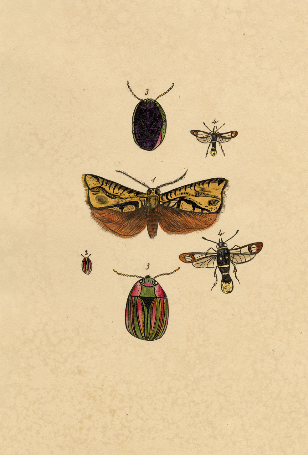 J. McA, Insect Studies (Emperor Moth, Cerealis & Gold-tailed Sphinx) – c.1810s watercolour painting