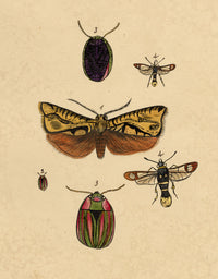 J. McA, Insect Studies (Emperor Moth, Cerealis & Gold-tailed Sphinx) – c.1810s watercolour painting