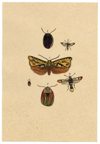 J. McA, Insect Studies (Emperor Moth, Cerealis & Gold-tailed Sphinx) – c.1810s watercolour painting