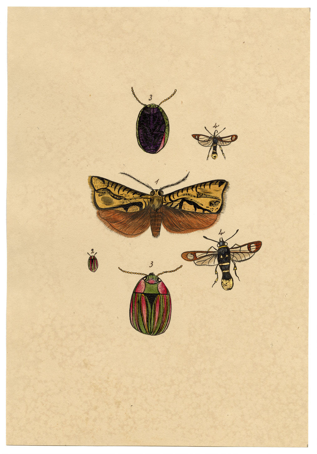 J. McA, Insect Studies (Emperor Moth, Cerealis & Gold-tailed Sphinx) – c.1810s watercolour painting