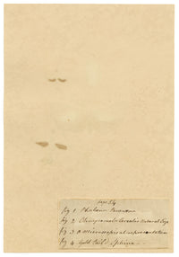 J. McA, Insect Studies (Emperor Moth, Cerealis & Gold-tailed Sphinx) – c.1810s watercolour painting