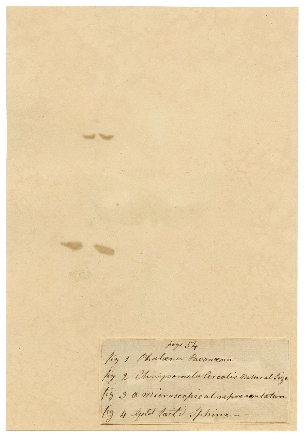 J. McA, Insect Studies (Emperor Moth, Cerealis & Gold-tailed Sphinx) – c.1810s watercolour painting