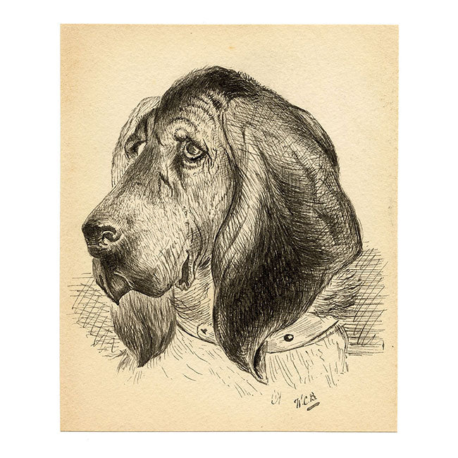 W.C.B, Basset Hound Dog Portrait – c.1912 pen & ink drawing