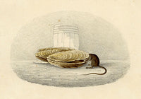 Anon., Mouse in Oyster Shell – Early 19th-century watercolour painting