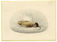 Anon., Mouse in Oyster Shell – Early 19th-century watercolour painting