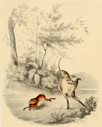 M. O'Connor, Greyhound and Hare – Early 19th-century engraving print
