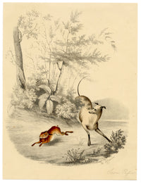 M. O'Connor, Greyhound and Hare – Early 19th-century engraving print
