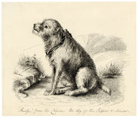 Hon. Julia Georgina Vereker, Sandy from the Crimea, Dog of the Sappers and Miners – Early 19th-century pen & ink drawing