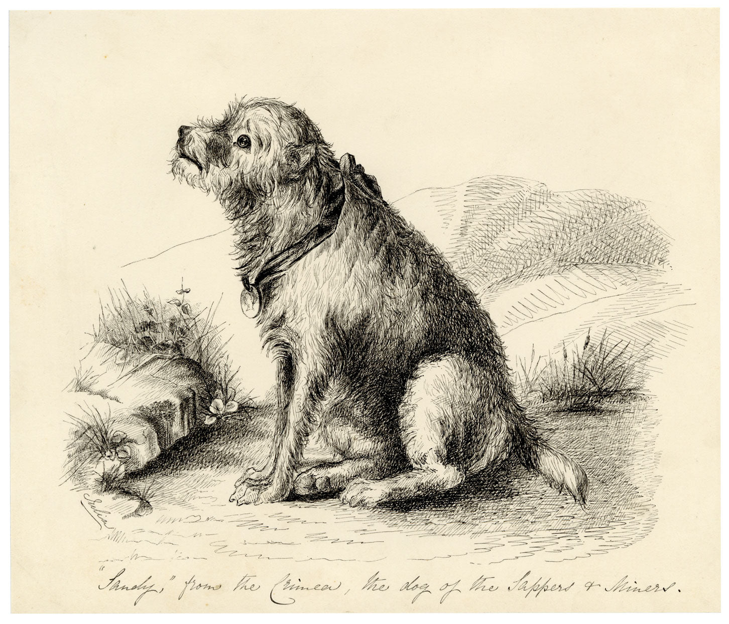 Hon. Julia Georgina Vereker, Sandy from the Crimea, Dog of the Sappers and Miners – Early 19th-century pen & ink drawing