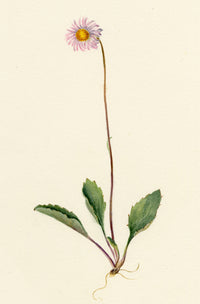 Falloon, Daisy-star Aster Flower (Bellidiastrum michelii), Wengen, Switzerland – 1900 watercolour painting